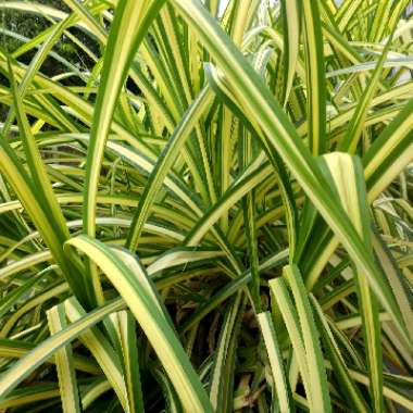 Pandanus Baptistii  'Aureus'