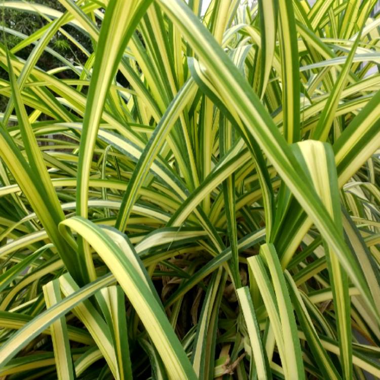 Plant image Pandanus Baptistii  'Aureus'