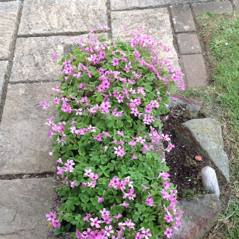 Plant image Oxalis articulata 'Liah'