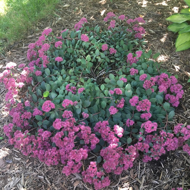 Plant image Sedum 'Sunsparkler Dazzleberry'