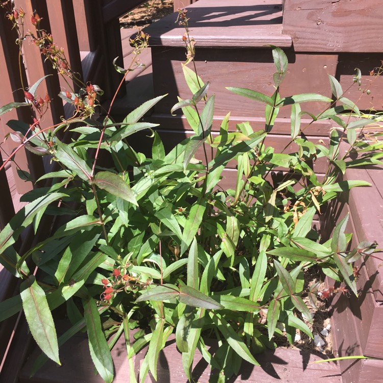 Plant image Penstemon 'Dark Towers'