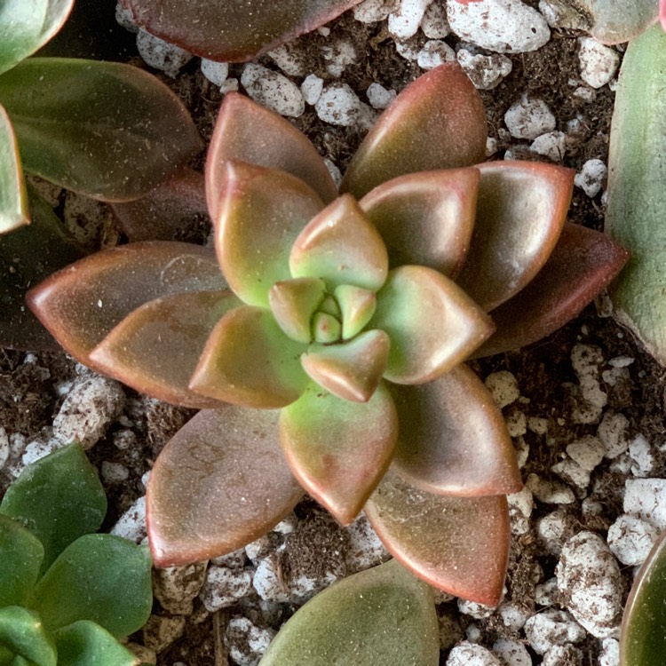 Plant image Graptosedum 'Alpenglow'