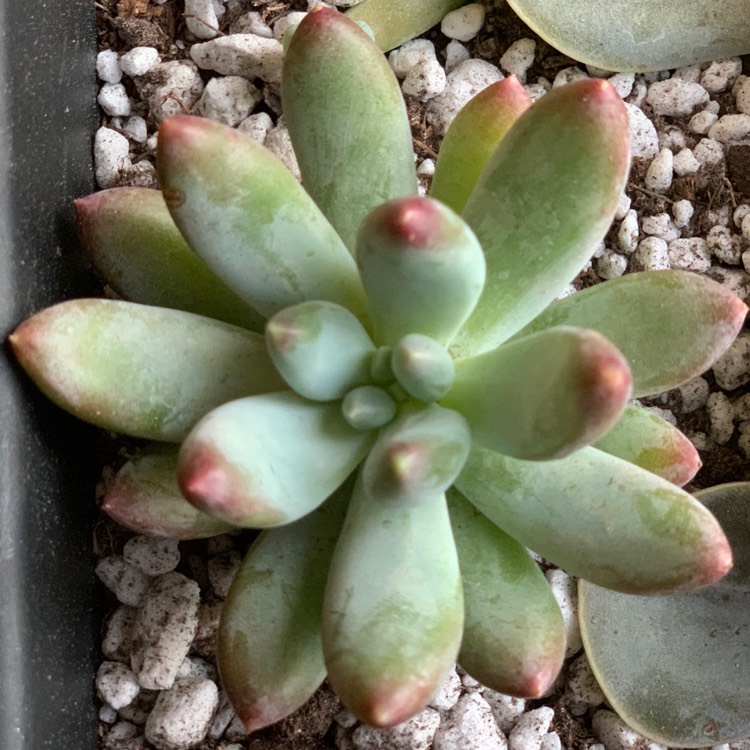 Plant image Pachyphytum