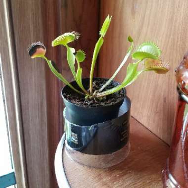 Dionaea muscipula 'Dente Flytrap'