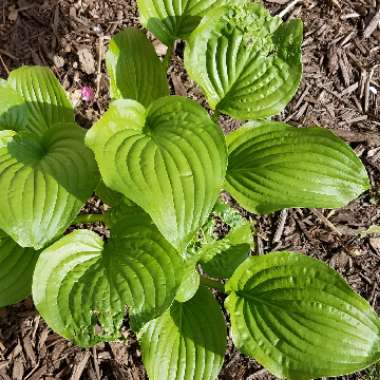 Hosta 'Titanic'