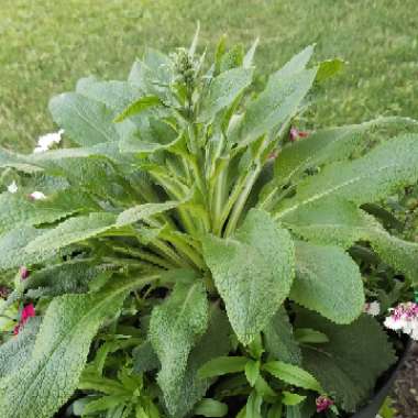 Foxglove 'Dalmatian Purple'