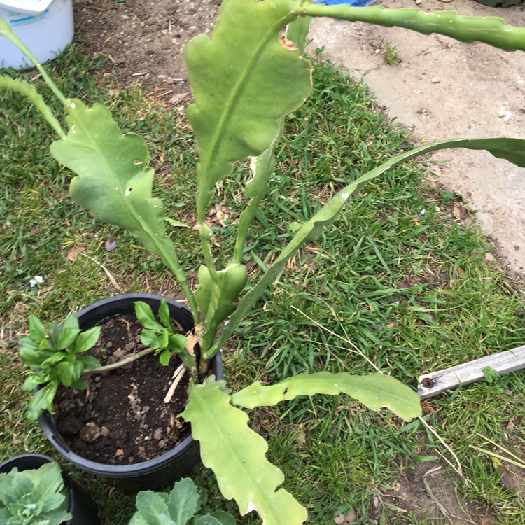 Plant image Epiphyllum crenatum