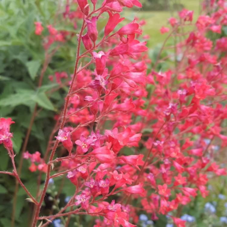 Plant image Heuchera 'Apple Crisp'