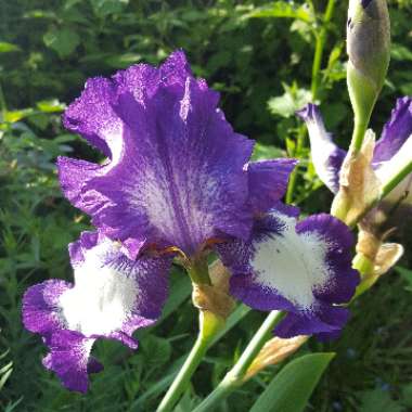 Bearded Iris