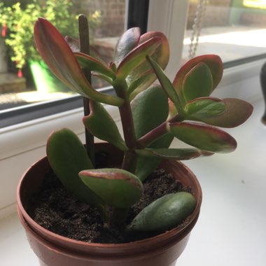 Jade Plant