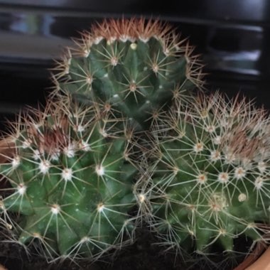 Mammillaria mercadensis