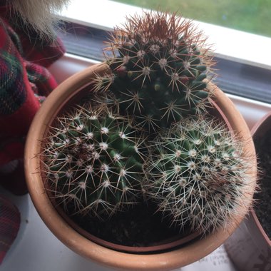 Mammillaria mercadensis