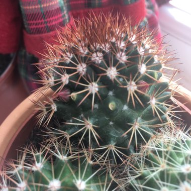 Mammillaria mercadensis