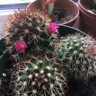 Mammillaria mercadensis