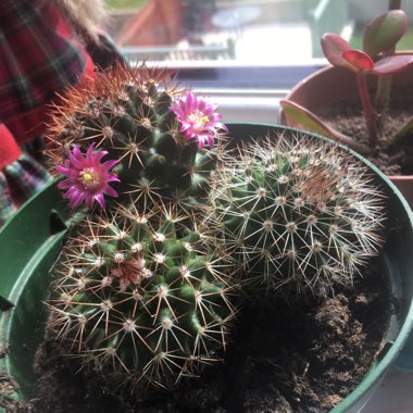 Mammillaria mercadensis