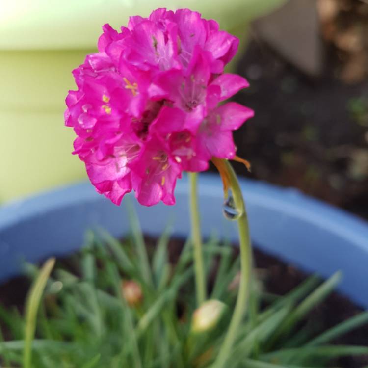 Plant image Armeria maritima 'Dusseldorfer Stolz'