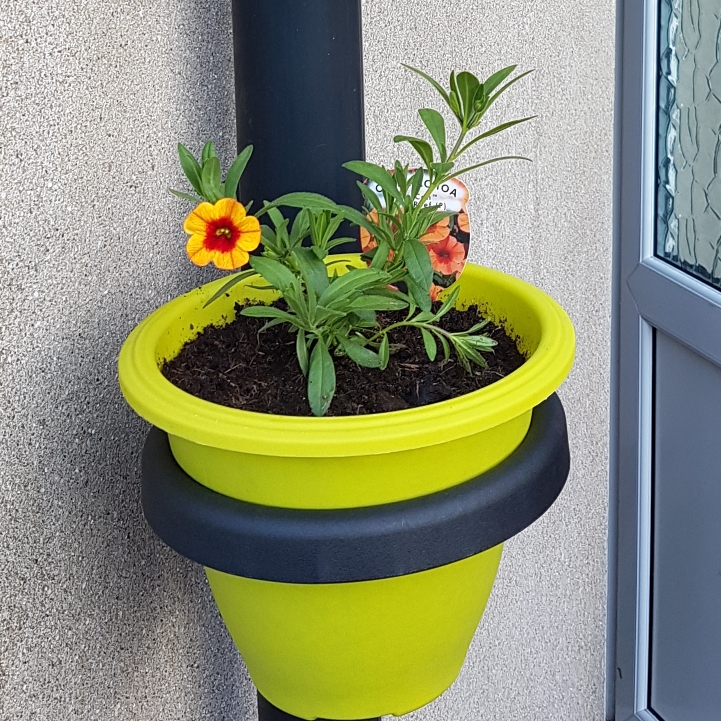 Plant image Petunia 'Calibrachoa'