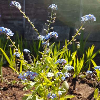 Myosotis arvensis