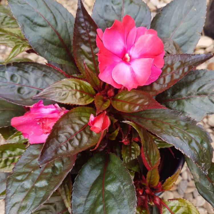 Plant image Impatiens hawkerii 'Super Sonic Sweet Cherry'