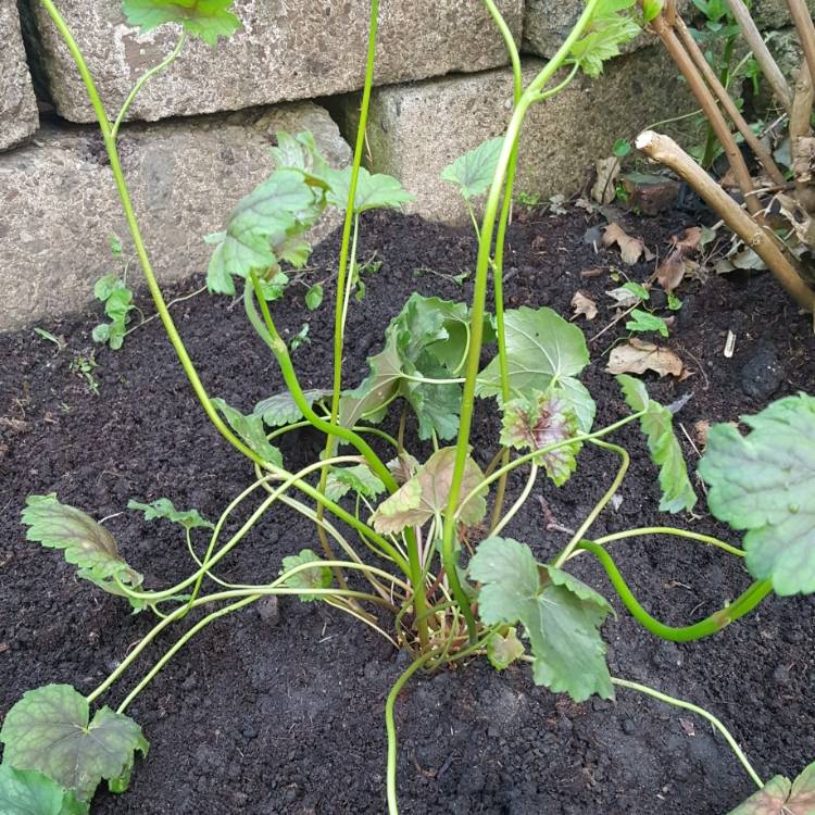 Plant image Heuchera 'Dales Strain'