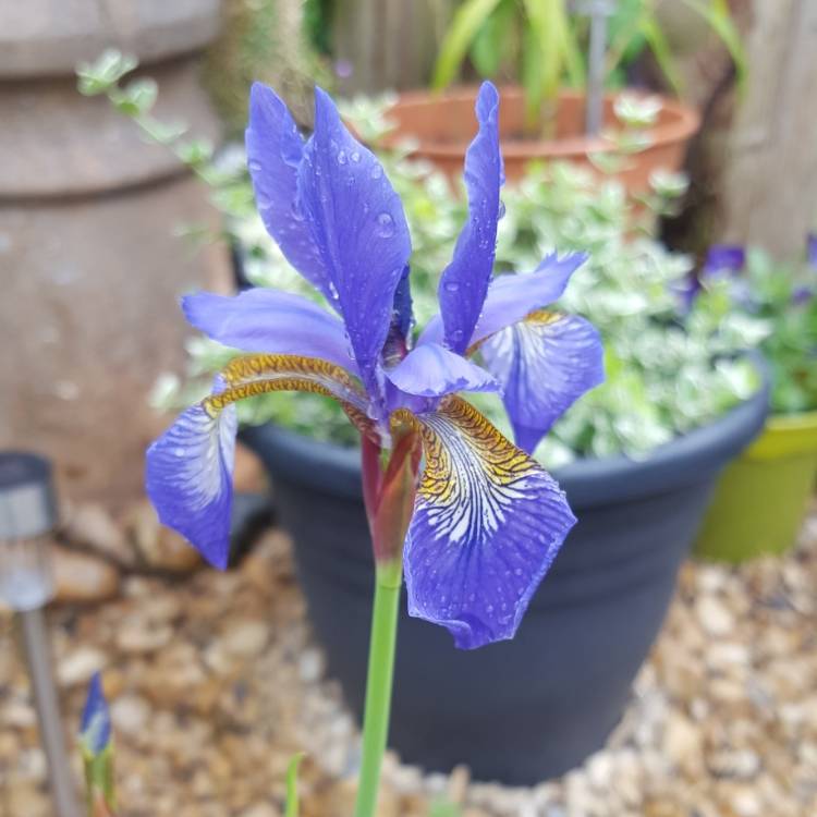 Plant image Iris sibirica 'Caesar's Brother'