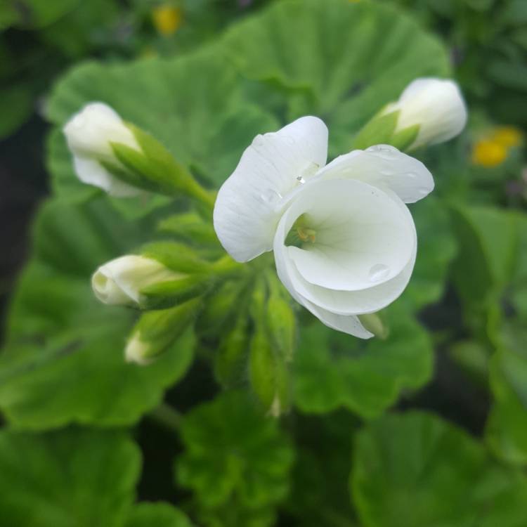 Plant image Pelargonium 'Patriot White' (Patriot Series)