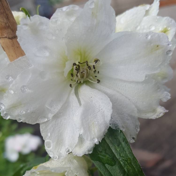 Plant image Delphinium 'Excalibur Pure White'