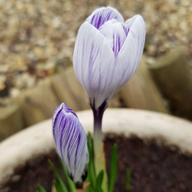 Plant image Crocus vernus 'Pickwick'