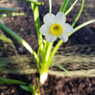 Narcissus 'Minnow'