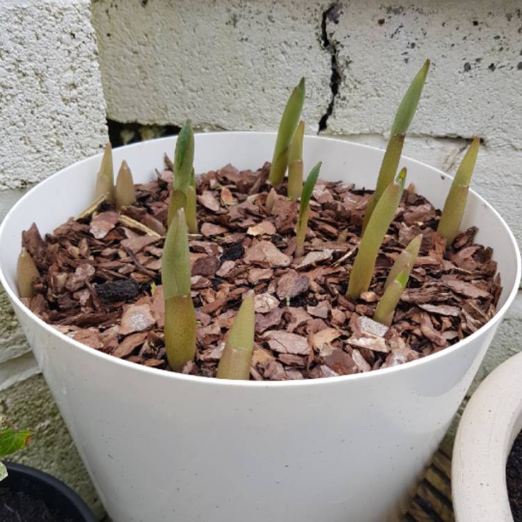 Plant image Polygonatum biflorum