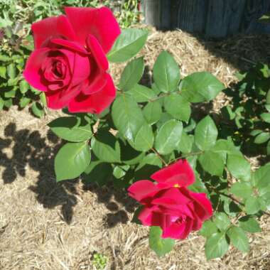 Rose 'Mister Lincoln' (Hybrid Tea)