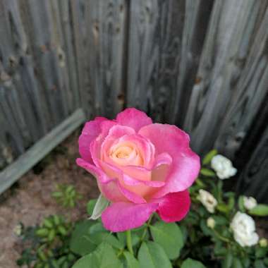 Rose 'Love and Peace'