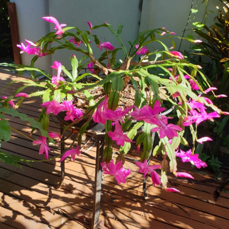 Plant image Schlumbergera truncata Party Girl