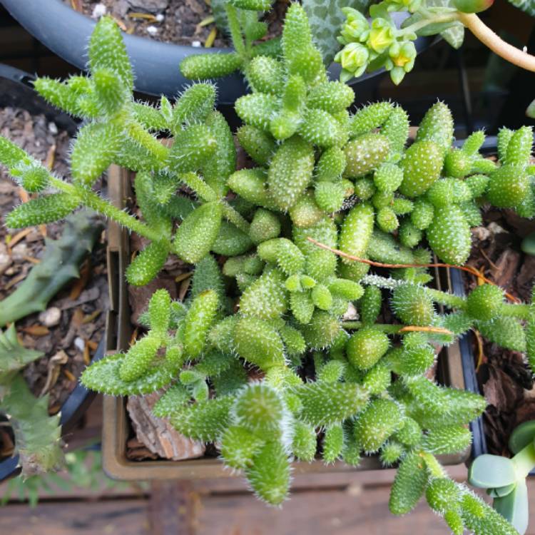 Plant image Crassula hirtipes