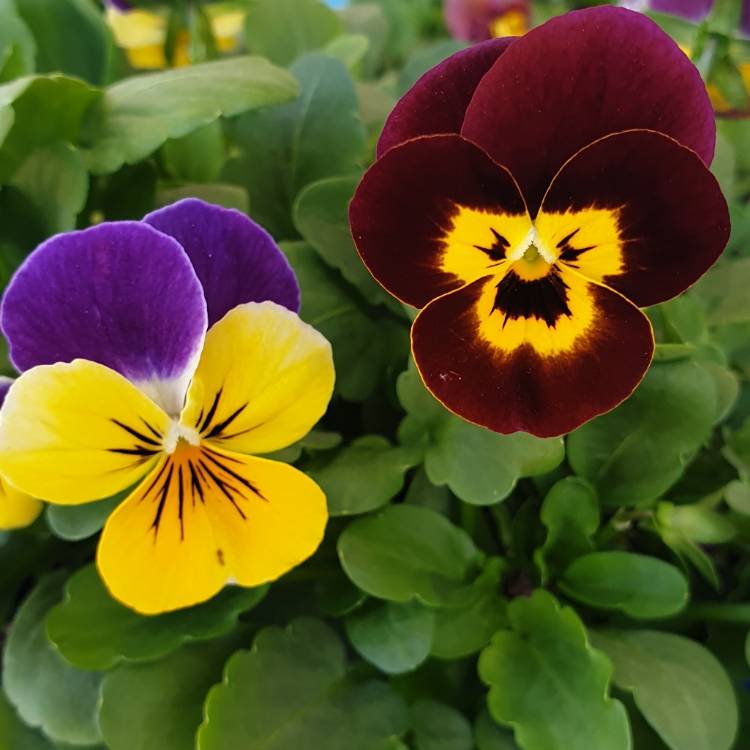 Plant image Viola 'Sorbet Orange Jump Up'