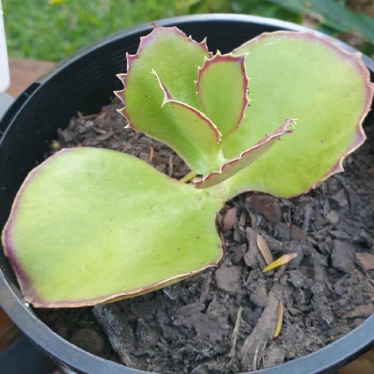 Plant image Kalanchoe Synsepala 'Gremlin'