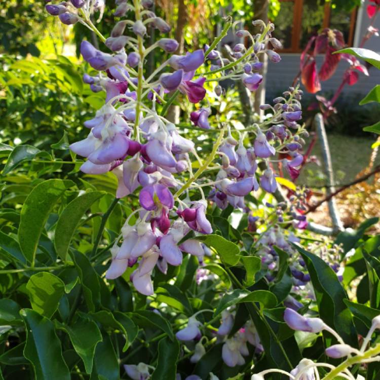 Plant image Hardenbergia comptoniana