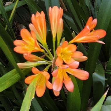 Clivia