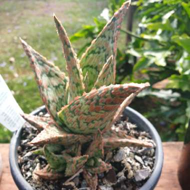 Aloe 'Saturn'