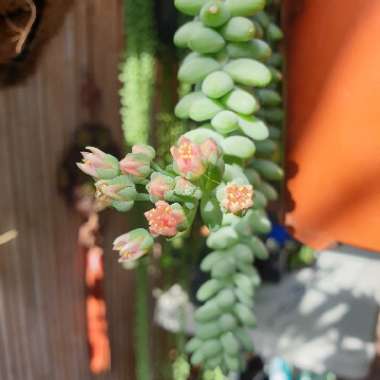 Sedum 'Burrito'