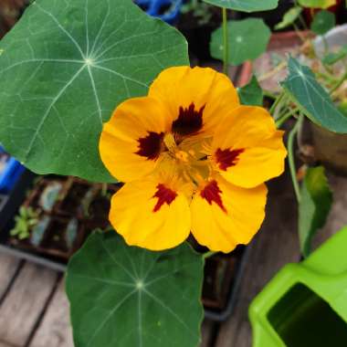 Nasturtium