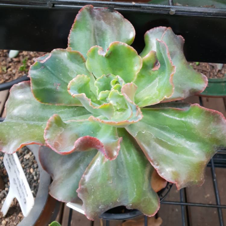 Plant image Echeveria Pappys Rose