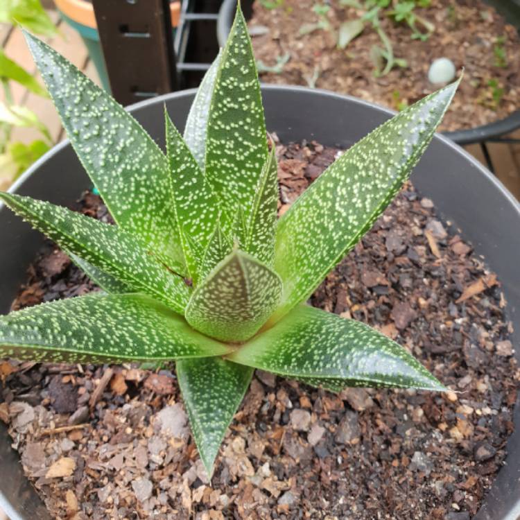 Plant image xGasterworthia 'Royal Highness'