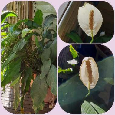 Spathiphyllum wallisii