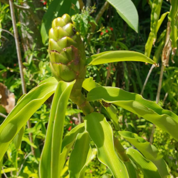 Plant image Costus barbatus