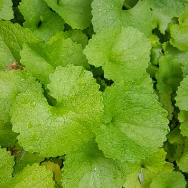 Alliaria Petiolata syn. Alliaria officinalis syn. Sisymbrium alliaria