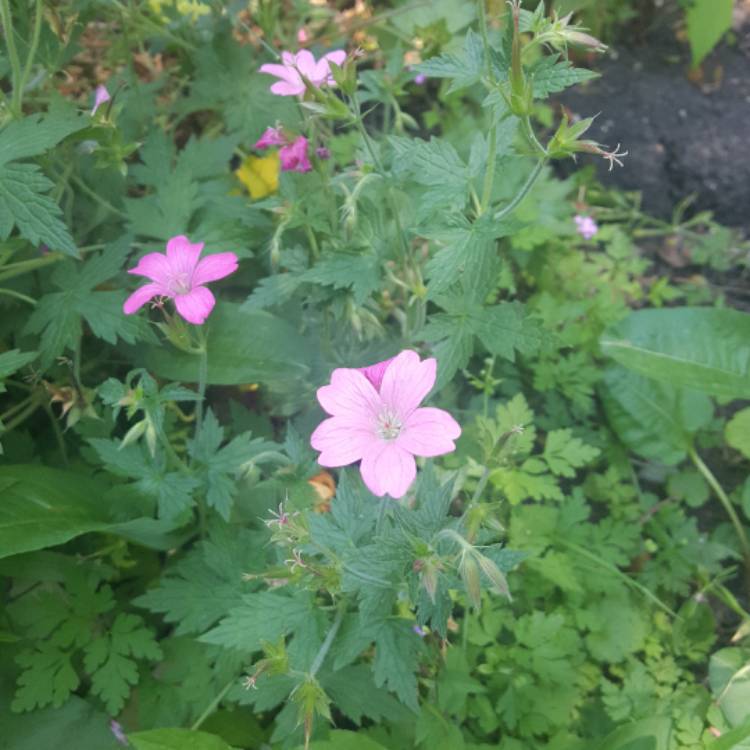 Plant image Geranium maculatum 'Elizabeth Ann'