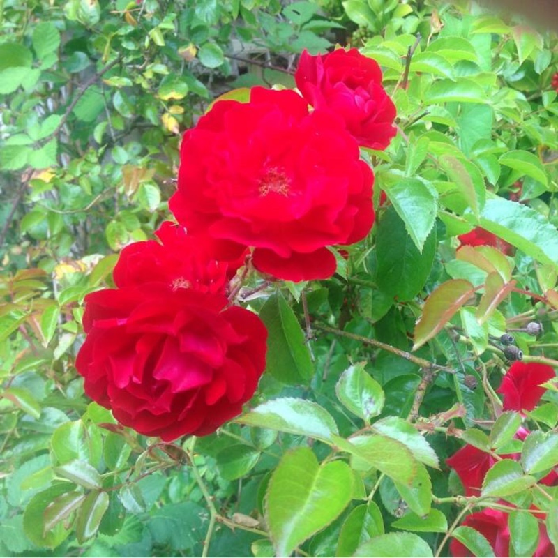 Rose 'Alec's Red' (Hybrid Tea)