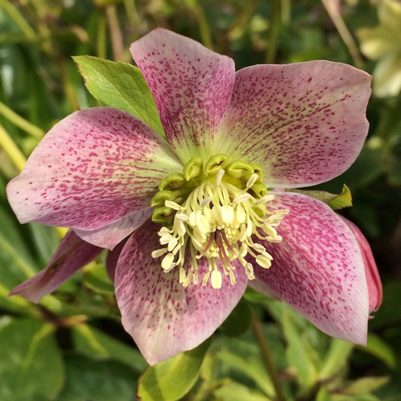 Hellebore (Species) Lenten Rose