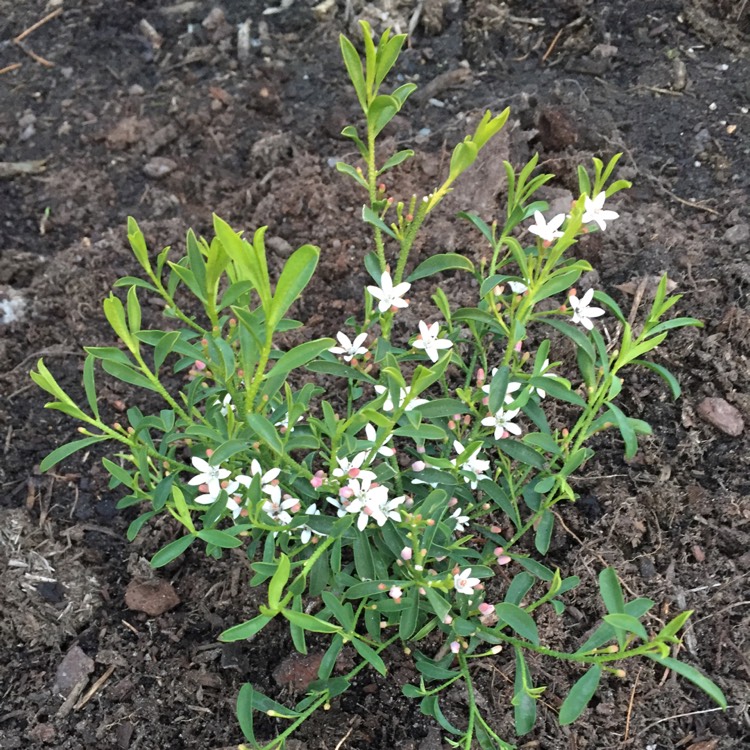 Plant image Philotheca myoporoides (formerly Eriostemon myoporoides)